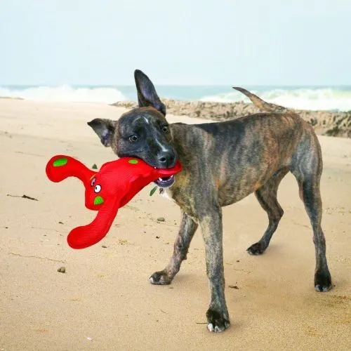 KONG Belly Flops Floating Lobster Dog Toy